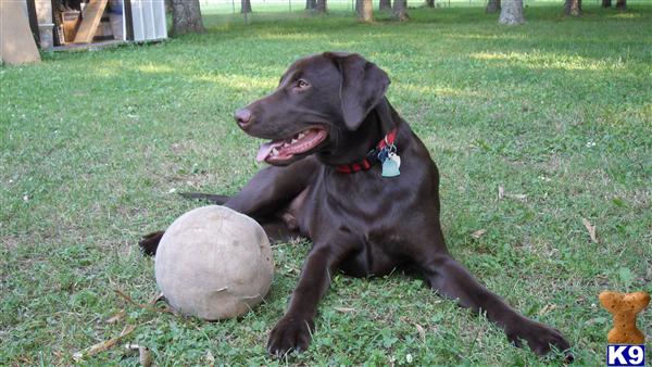 Stud Dogs in AL